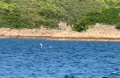 羅開光鯨魚|西貢鯨魚｜鯨魚再現身 全船人歡喜若狂：快啲睇啦